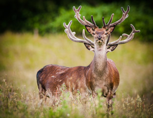 adult red deer stags in a field
