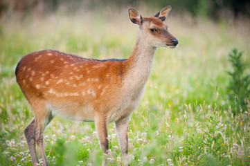 cute young deer during summer