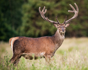 powerful adult red deer stag in a field
