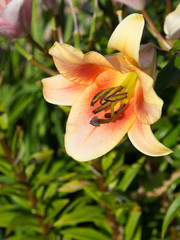 pink orange lilies