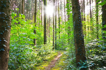 Waldweg bei Sonnenschein