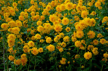 Желтые шары