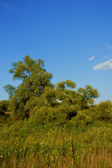 Obraz premium Лето