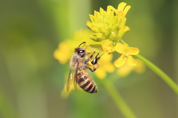 蜜蜂と菜の花