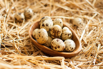 Naklejka na ściany i meble quail eggs