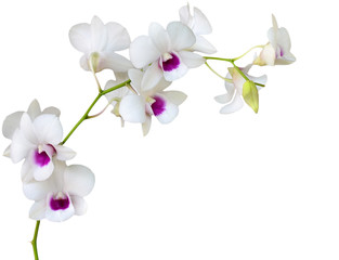 orchid