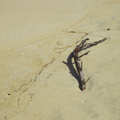 Branch on sand