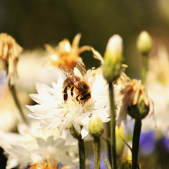 bee on a flower