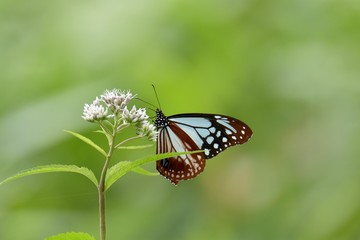 Obraz premium Asagi Madara przebywa w Hiyodoribana