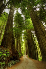 Redwood Forest Road - obrazy, fototapety, plakaty