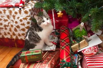 Kitten under christmas tree - 68588252