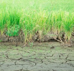 Green rice seedlings on the dry soil cracks
