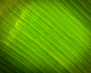 Fresh Banana Leaf Isolated