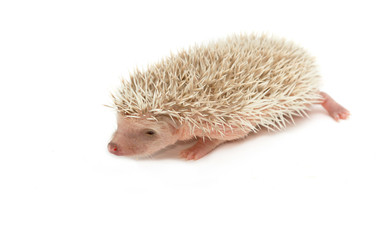 Baby hedgehog © praisaeng