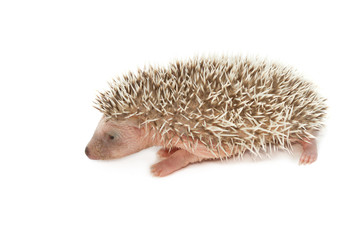 Baby hedgehog