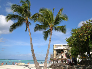 Obraz premium ワイキキビーチ 椰子の木