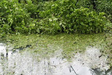 Dirty Swimming Pool