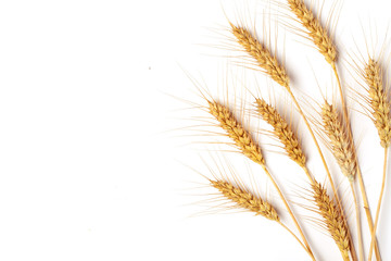 Fototapeta premium Wheat ears