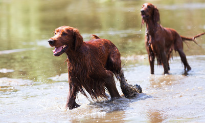 Two  Irish Setters  in water
