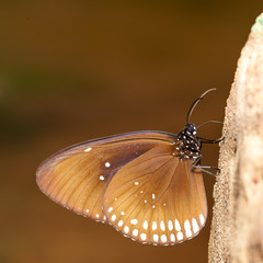 Long branded blue crow (Euploea algea) butterfly