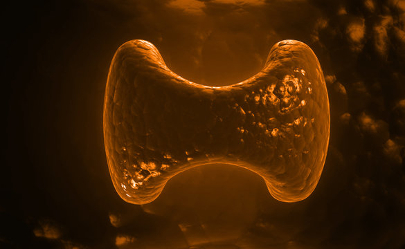 Endocrine Parathyroid Gland