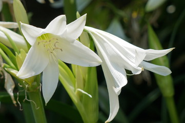 アフリカハマユウ