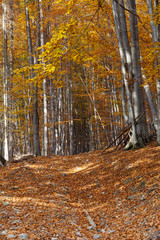 silver-beech tree trunks against the dry leaves