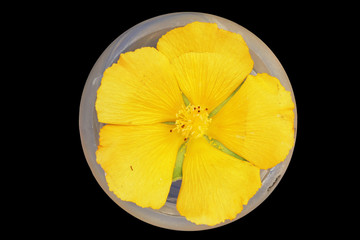 PFLANZEN_1600_Schoenmalve