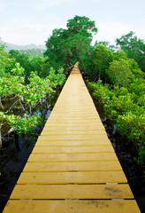 Fototapeta na wymiar Wood Boardwalks mangrove forest