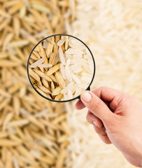 rice paddy with Magnifying glass