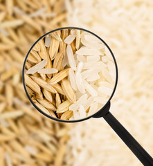 rice paddy with Magnifying glass