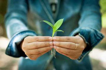 Young woman holding young plant in her hands