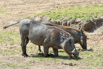 Kenia-Warzenschwein-19661