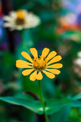 beautiful small yellow flower, selective focus, shallow dof.