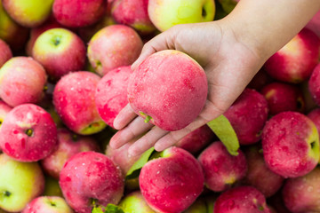 Red apples in the woman hand on the red apples background