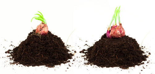 Spring onions in soil