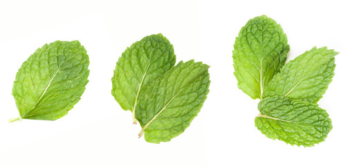 fresh mint leaves isolated on white background. Studio macro