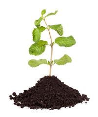 Organic Mint Herb Isolated