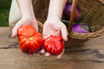 Hands showing tomatoes