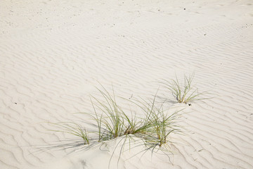 Sandlinien