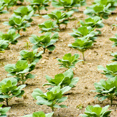 gardens hateau villandry loire valley france
