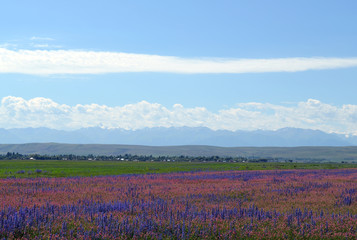 field of pink and blue flowers on a background of mountains