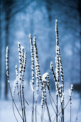 Fototapeta premium Winter scene with snowed plants