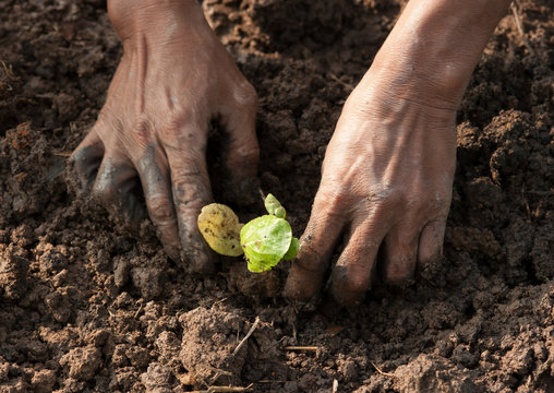 hands planting a seedling into soil