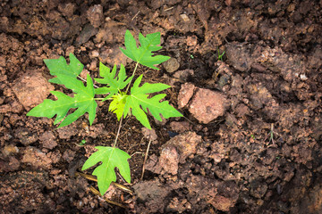young papaya tree in the garden