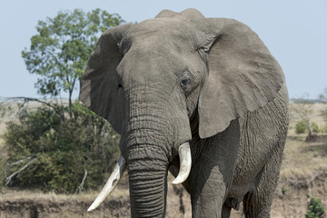Fototapeta na wymiar Kenia-Elefant-19573