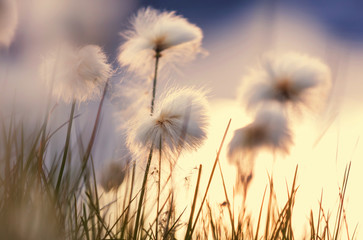 Fototapety  Polarne kwiaty