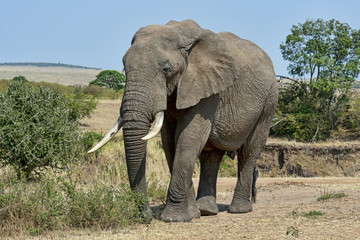 Fototapeta na wymiar Kenia-Elefant-19567