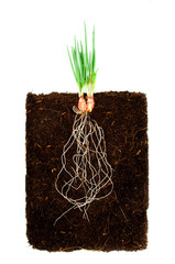 Onion Growing plant with underground root visible