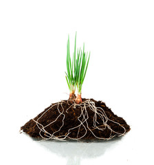 Onion Growing plant with underground root visible